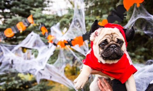 A dog wearing a Halloween costume 