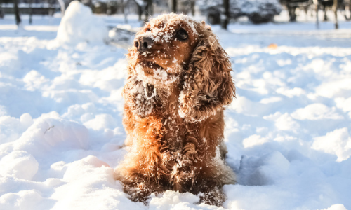 Dog in snow