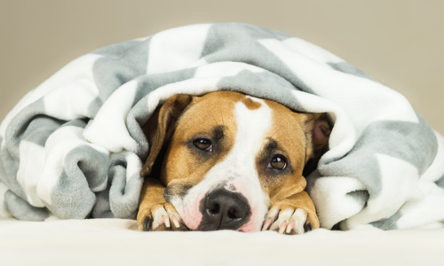 Dog wrapped in blanket 