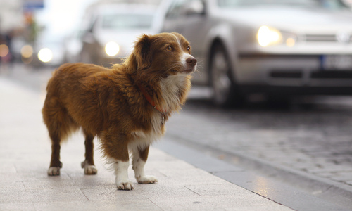 A dog lost on the street 