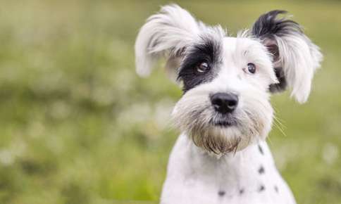 image of a black and white dog. 