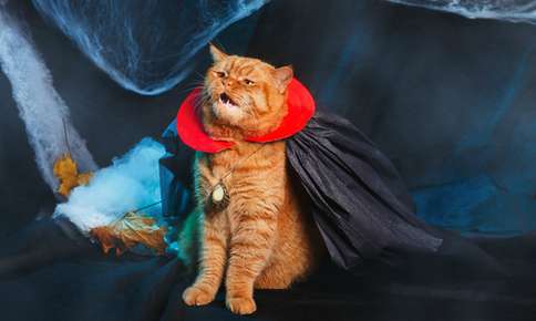 Cat dressed up as Dracula for Halloween