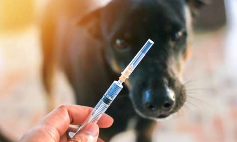 Dog about to receive rabies vaccine.