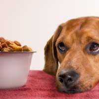 Dog_Eyeballing_Food_Dish_200x200.jpg