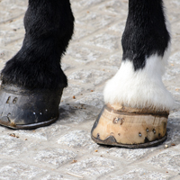 Horse Hooves