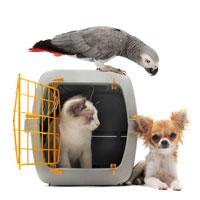 How to Prevent Motion Sickness in Pets