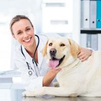 6 Questions to Ask At Your Senior Pet's Next Check Up